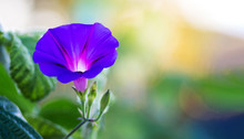 Blue Flower Morning Glory On A Blurry Background. Summer Flowers. Panorama. Copy Space_