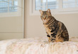 © Krakenimages.com - Beautiful short hair cat lying on the bed at home