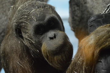 Wall Mural - Close up of an orangutan