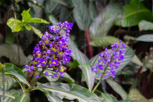 Flor Lilas Buy This Stock Photo And Explore Similar Images At Adobe Stock Adobe Stock