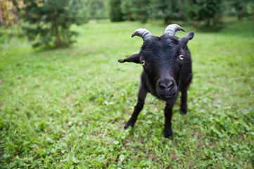 Young funny black goat on green grass