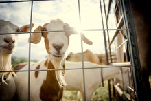 Curious Goats Stare Through Wire Fence