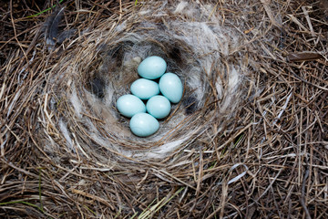 Poster - Oenanthe oenanthe. The nest of the Wheatear in nature.