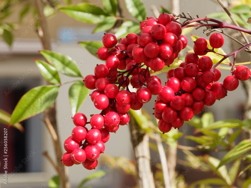 Nandina domestica - Der Himmelsbambus, ein immergrner Strauch mit rot,  gelb, orange und purpur lautbbltter mit rote Beeren Stock Photo | Adobe  Stock