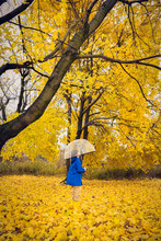Young Child In Rain Gear Looking Up Through Umbrella At Golden Leaves