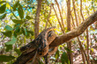 © evoks24 - boa on a tree branch. wild madagascar ground boa resting on a tree in the forest of nosy komba. big snake in the jungle