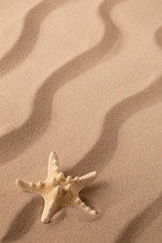 Starfish Or Sea Star Laying In Beach Sand