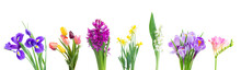 Violet Hyacinth Flowers