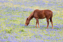 Horse Eating In A Bluebonnet Lupinus Texensis Country