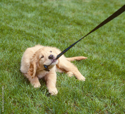 Golden Lab Labrador Retriever Dog Chewing Pulling On Leash Cute