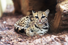The Margay (Leopardus Wiedii) Is A Small Wild Cat Native To Central And South America. A Solitary And Nocturnal Cat, Lives Mainly In Primary Evergreen And Deciduous Forest.