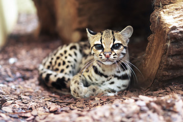 the margay (leopardus wiedii) is a small wild cat native to central and south america. a solitary an