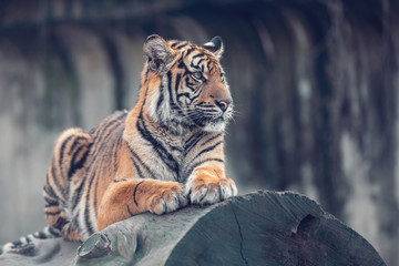 Wall Mural - Sumatran tiger (Panthera tigris sumatrae) is a rare tiger subspecies that inhabits the Indonesian island of Sumatra