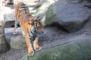 Wall Mural - Sumatran tiger (Panthera tigris sumatrae) is a rare tiger subspecies that inhabits the Indonesian island of Sumatra