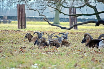 Wall Mural - Mouflon Herd Ovis Aries Musimon in Late Winter Forest Stock Photo