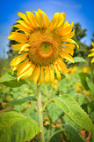 Fototapeta  - Close up yellow sunflower blossom in spring summer sunflower field with blue sky background