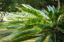 Green Cycad Plant In The Garden Park / Cobia Tree
