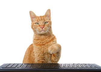 Wall Mural - one fluffy orange ginger cat reaching over a computer keyboard isolated on white background, looking directly at viewer.