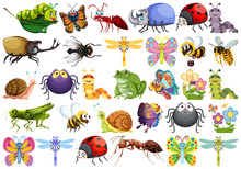 Set Of Insect Character