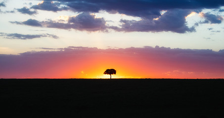 Wall Mural - solitary tree silhouette at colorful african sunset