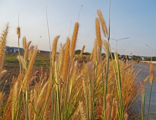 grass and blue sky