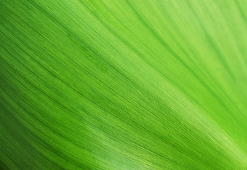 texture of green leaf