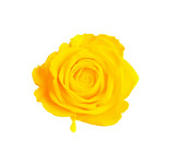 Fototapeta Koty - Beautiful blooming yellow rose on white background