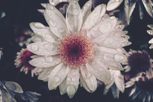 Beautiful Dahlia Flower With Waterdrops On Black Background, Vintage Style