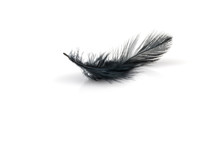 Black Feather On White