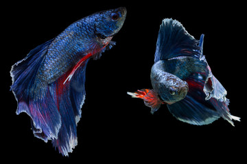 Wall Mural - siamese fighting fish isolated on black