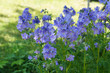Polemonium caeruleum or jacob's-ladder or greek valerian blue flowers in garden