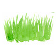 Vector green watercolor natural, organic, grass on white background. Hand drawn eco label, shape stain