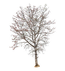 Wall Mural - trees without leaves isolated on white background.