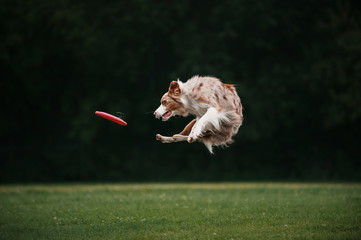 Dog is jumping in air to catch disc on green background