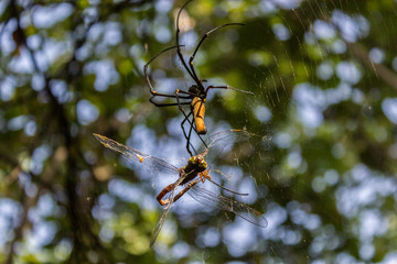 A large northern golden orb weaver or giant golden orb weaver spider is eating his prey. Nephila pilipes typically found in Asia and Australia, kakadu national park