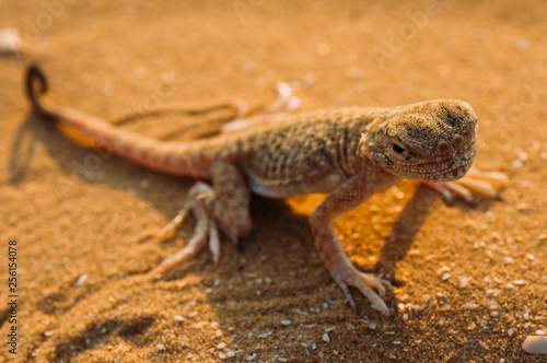 Lizard In The Desert On The Yellow Sand Reptile In The Desert Buy This Stock Photo And Explore Similar Images At Adobe Stock Adobe Stock