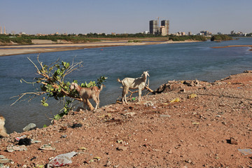 Wall Mural - Khartoum, Sudan, Nubia, White & Blue Nile