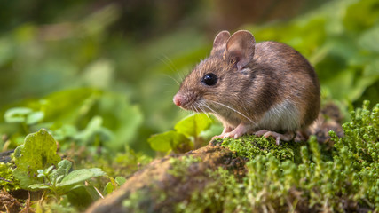 Wall Mural - Cute Wood mouse on forest floor