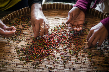 Wall Mural - farm workers sorting fresh pepper peppercorns in kampot cambodia