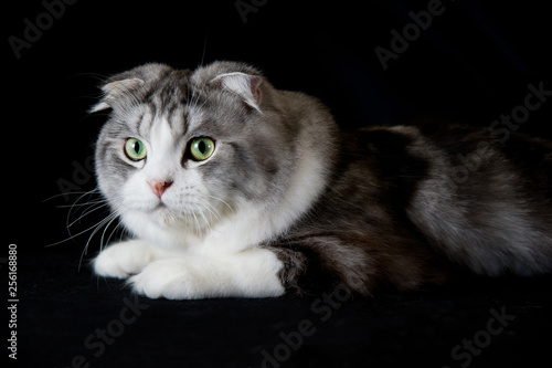 Cats Wall Murals Custom Sized Cats Wallpaper Murals Canada
