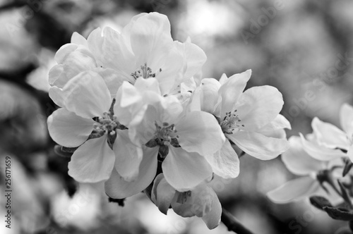 Dekoracja na wymiar  kwiaty-jabloni-na-wiosne-czarno-biale-tlo-natura-na-zewnatrz-w-summ