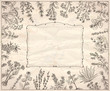 © LP Design - Herbal frame, hand drawn graphic assorted herbs and old style frame on a paper