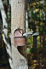 Canvas Print - Chickadee