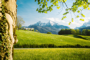 Wall Mural - idyllic landscape in the alps with blooming meadows in springtime