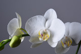 Fototapeta Panele - orchid on a white background