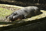 Fototapeta Sawanna - hipopotam