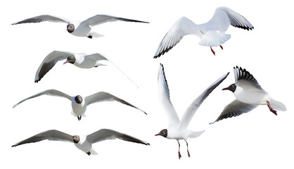 Fototapeta seven flying black-headed gulls on white