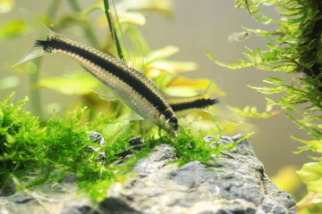 Wall Mural - Siamese algae-eater in freshwater aquarium. Crossocheilus oblongus.