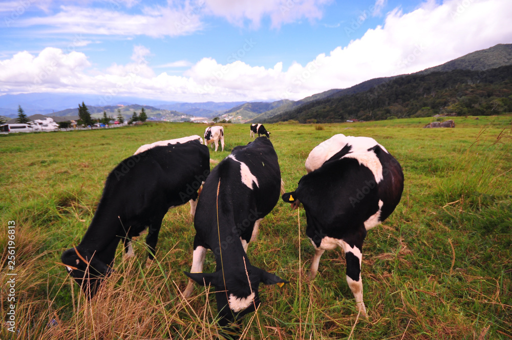 Scenery view cattles at Desa Dairy Farm, Kundasang Sabah during beautiful foggy morning - Image