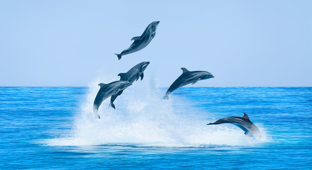 Group of dolphins jumping on the water - Beautiful seascape and blue sky